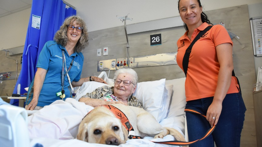 A person in a hospital bed with a person on either side and a yellow labrador on the bed