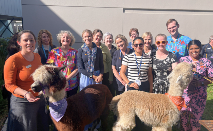 Group of staff having fun with alpacas